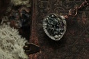 Coquillage Métamorphe- n°4