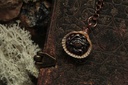 Coquillage Métamorphe- n°1