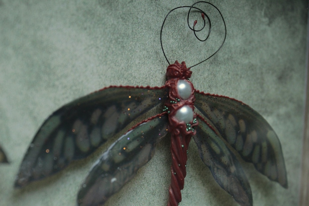 AMMODELIUS OBSCURUS