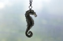 hippocampe