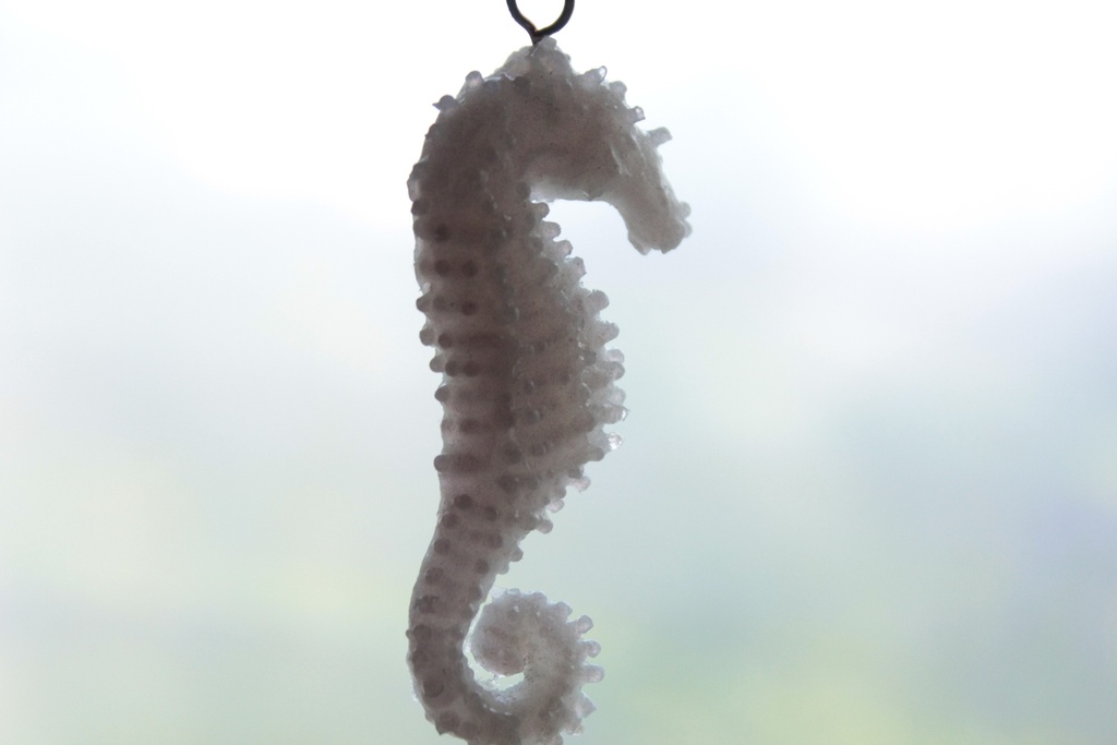 hippocampe