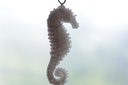 hippocampe