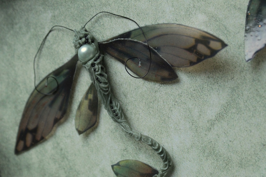 THALASSODELIUS CYANOPTERUS