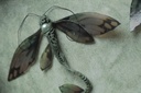 THALASSODELIUS CYANOPTERUS
