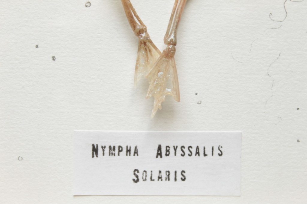 Squelette de Nymphe Aquatique